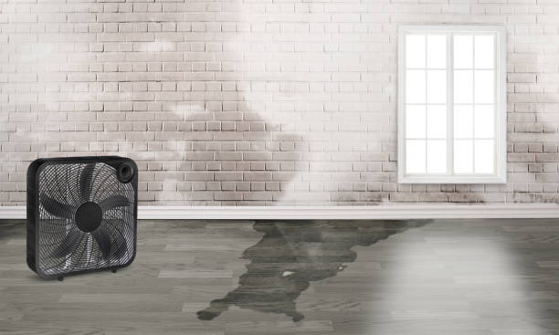Best Water damage contractors near me  in White Oak, PA